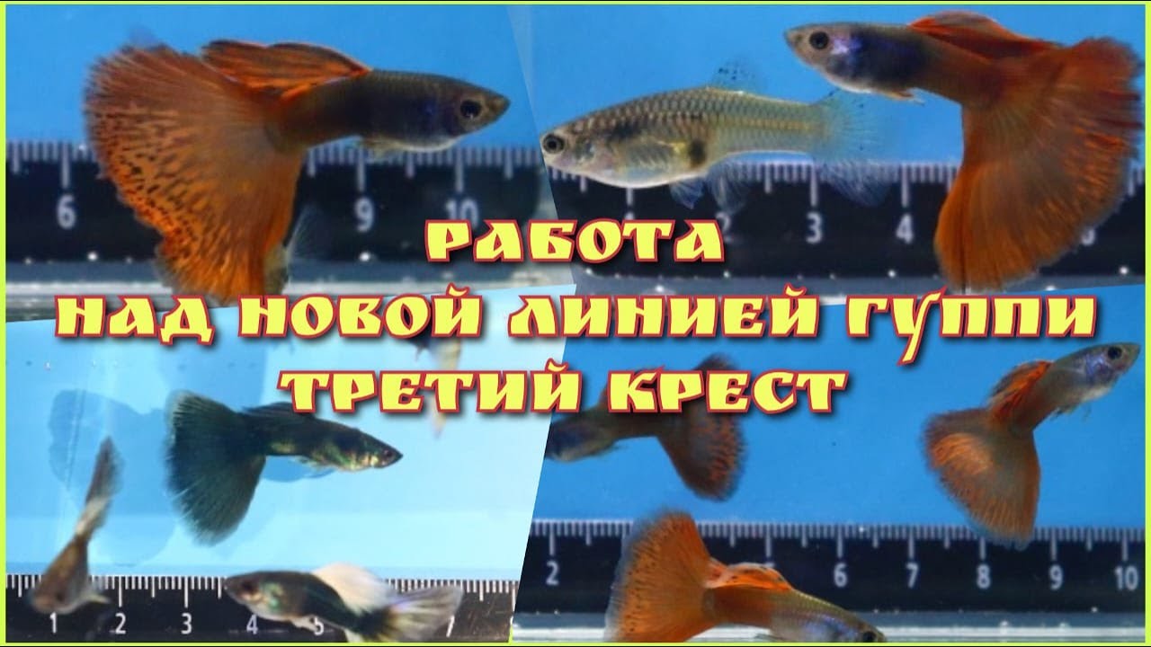 РАБОТА НАД НОВОЙ ЛИНИЕЙ ГУППИ. ЭПИЗОД 3. ПОТОМСТВО F2 и ТРЕТИЙ КРЕСТ / WORK ON A NEW LINE OF GUPPIES