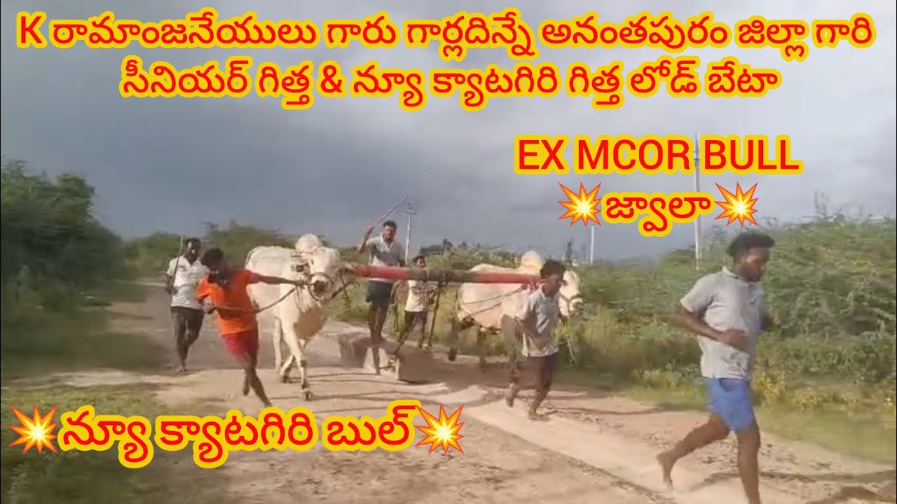Kరామాంజనేయులు గారు||గార్లదిన్నే అనంతపురం జిల్లా వారి సీనియర్ గిత్త & న్యూ క్యాటగిరి గిత్త లోడ్ బేటా💥
