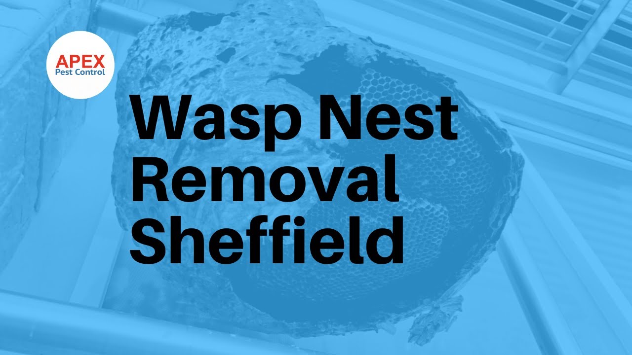 Was Nest Removal Sheffield | Apex Pest Control