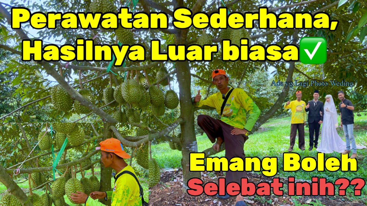 🔴🟡🟢MUSANG KING,DURI HITAM DAN BAWOR BERBUAH LEBAT,PERAWATAN SEDERHANA HASILNYA LUAR BIASA✅ABN FARM