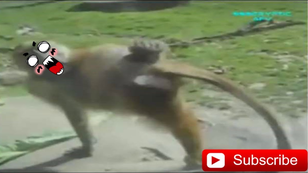 Animalele se tin de sotii