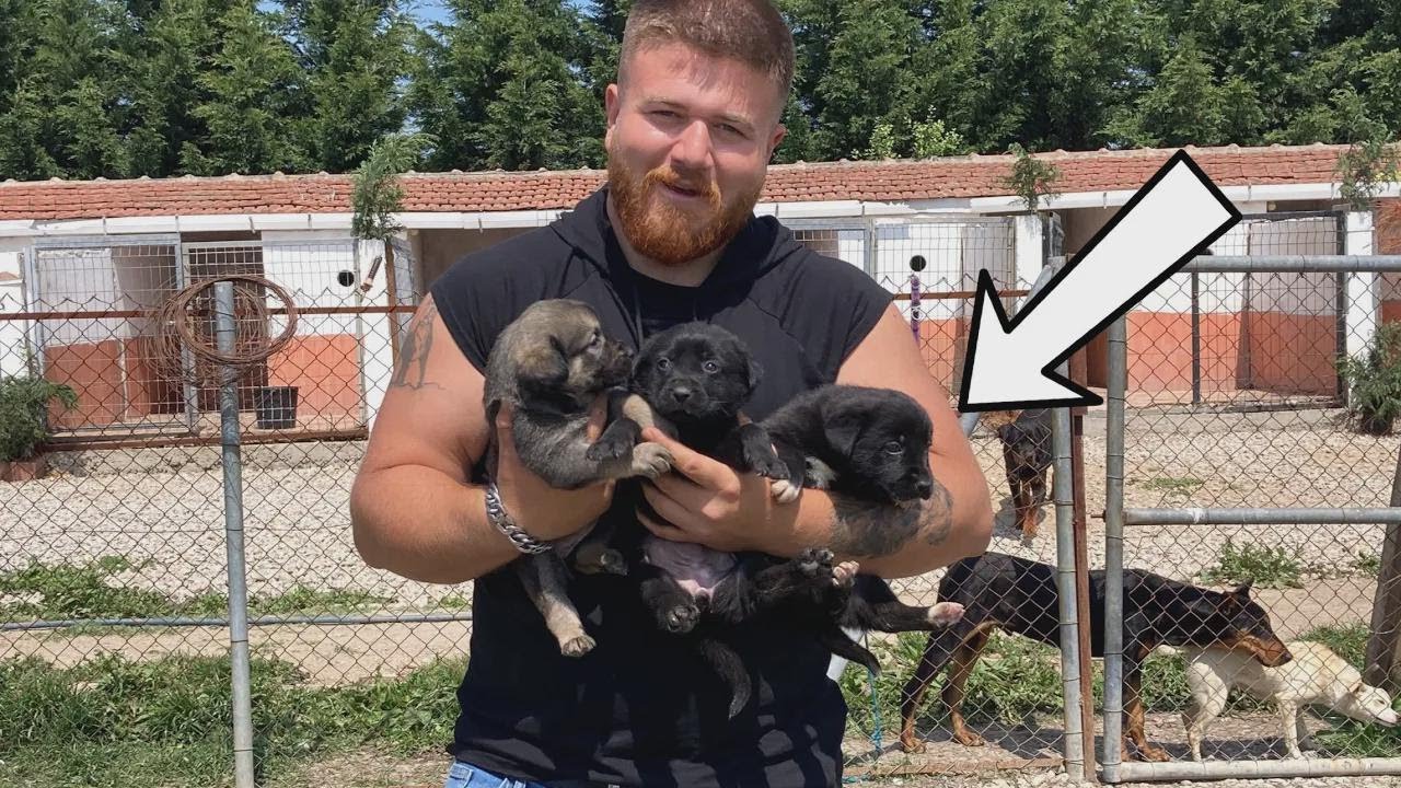 ¡Te encantarán estos adorables cachorros, se han vuelto legendarios! Adoptarlos ahora