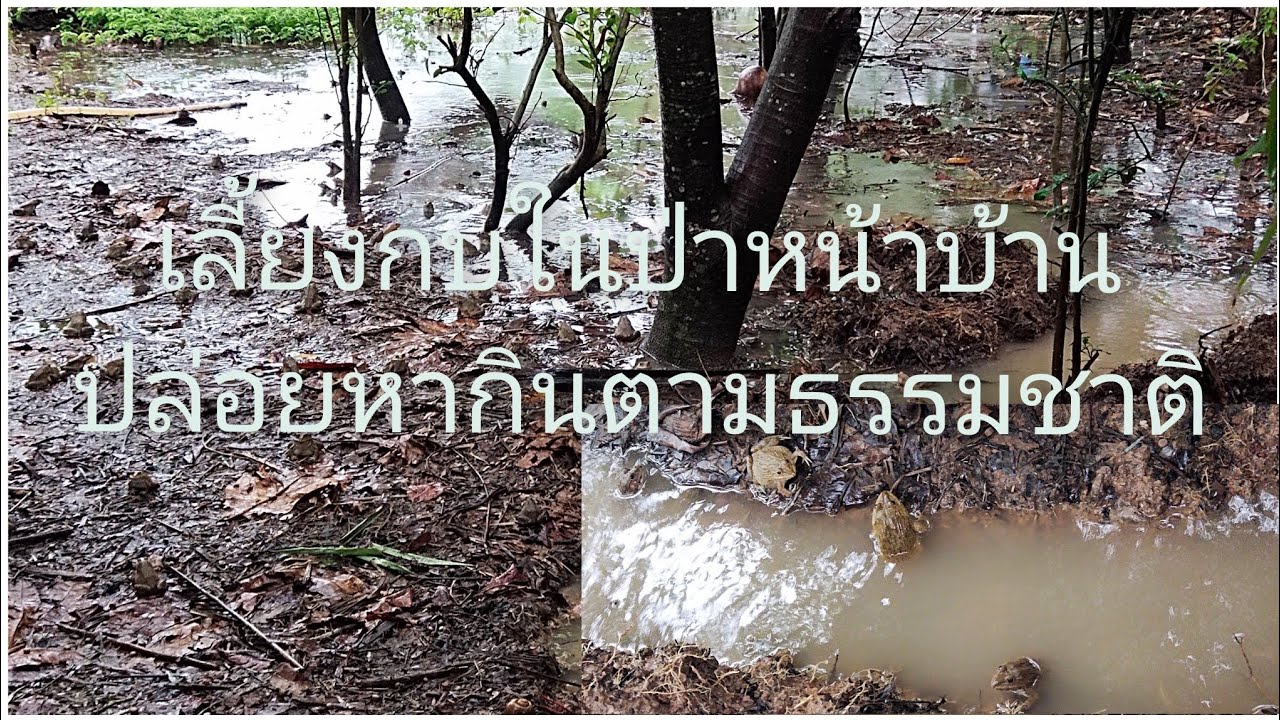 ถ่ายทอดสด ชมกบในทุ่งกว้างในวันที่ฝนตก เลี้ยงกบแบบง่ายๆ ให้หากินตามธรรมชาติ  เป็นอีกหนึ่งทางเลือก