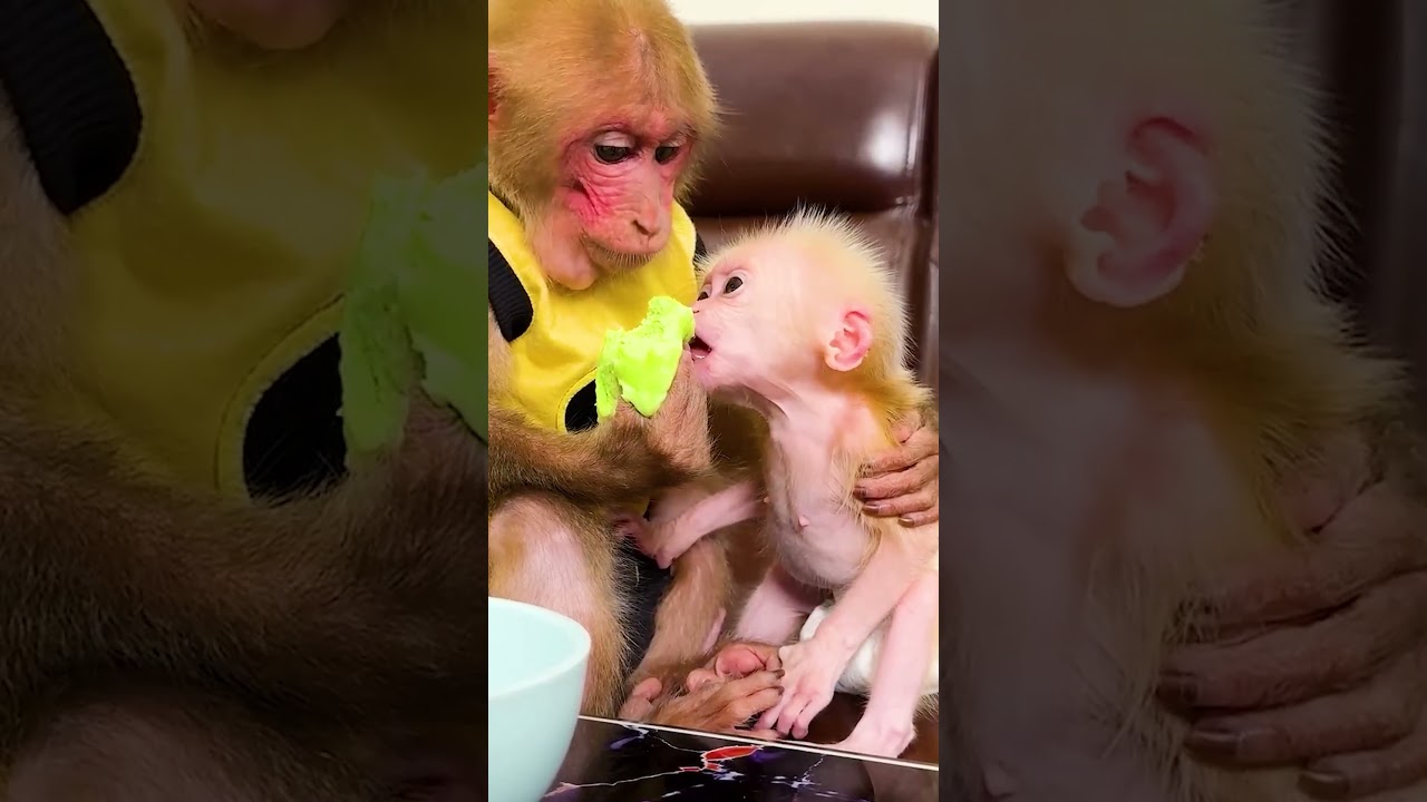 Monkey comforts crying brother with dumplings #cutemonkey #monkeybaby