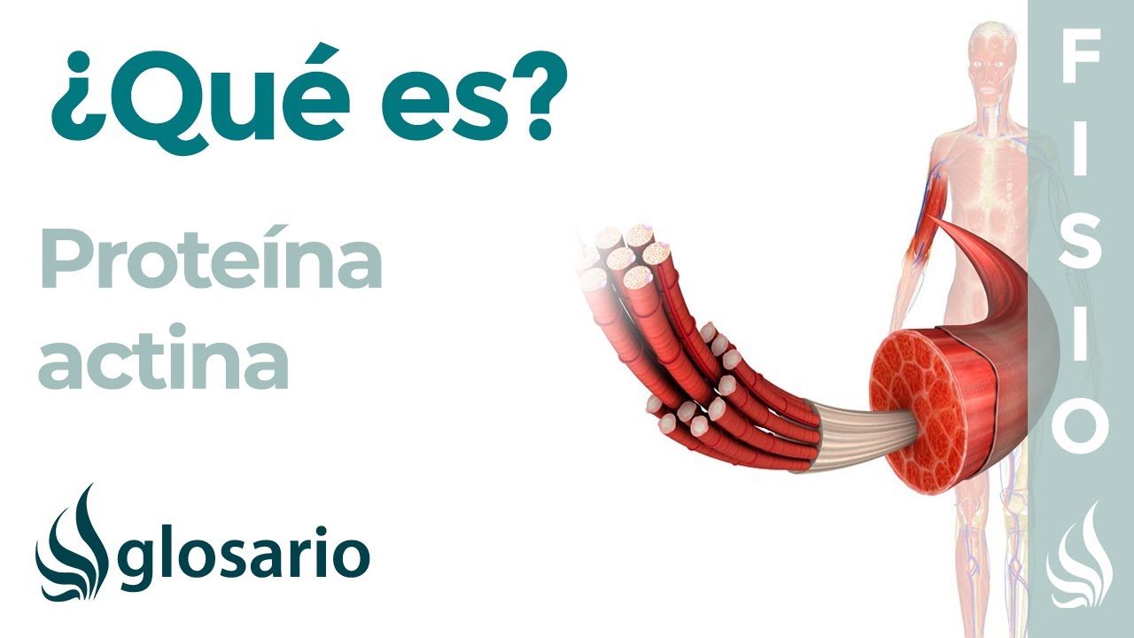 ACTINA | Qué es, dónde se encuentra, componentes y cuál es su función