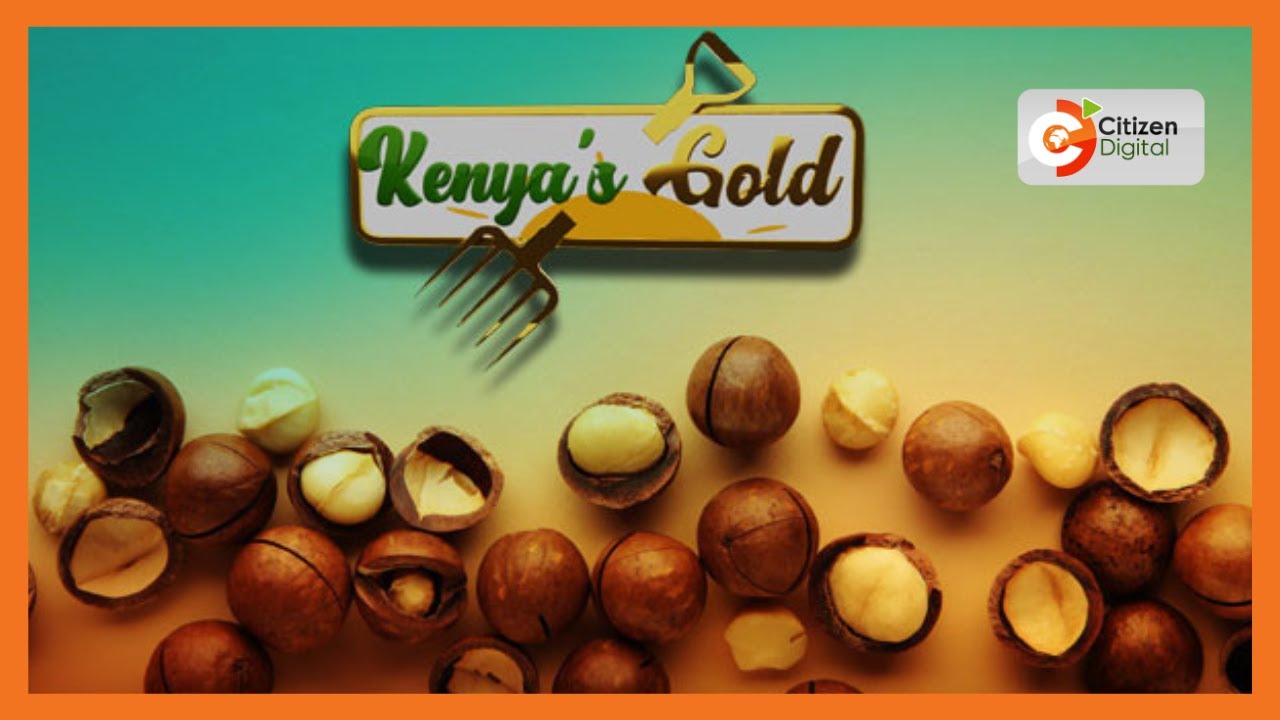 Kenya's Gold | Macadamia farming in Kenya (Part 3)