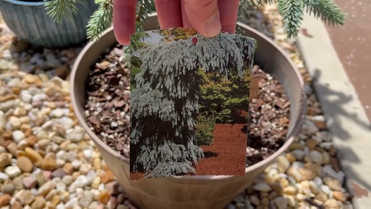 Tour Of My Japanese Maples & Conifers