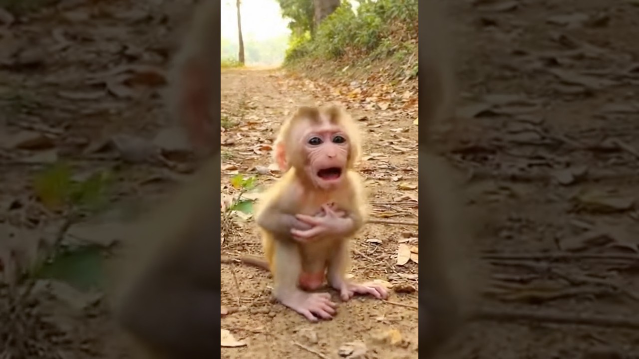Mother&rsquo;s Love Never Fails 🐒❤️Baby Monkey Cries&hellip; Mom Comes Running 😢A Mother Always Shows Up