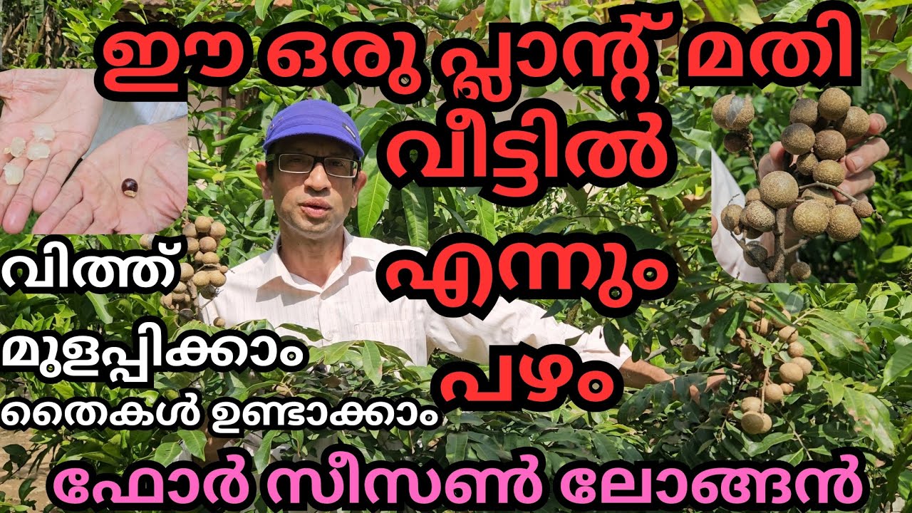 നല്ല കാ പിടിത്തം,എന്നും പഴം,സീഡ് ചെറുത്,ലോങ്ങൻ പഴങ്ങളിൽ മികച്ച ഒരിനം#fruits#longan#plants#harvesting