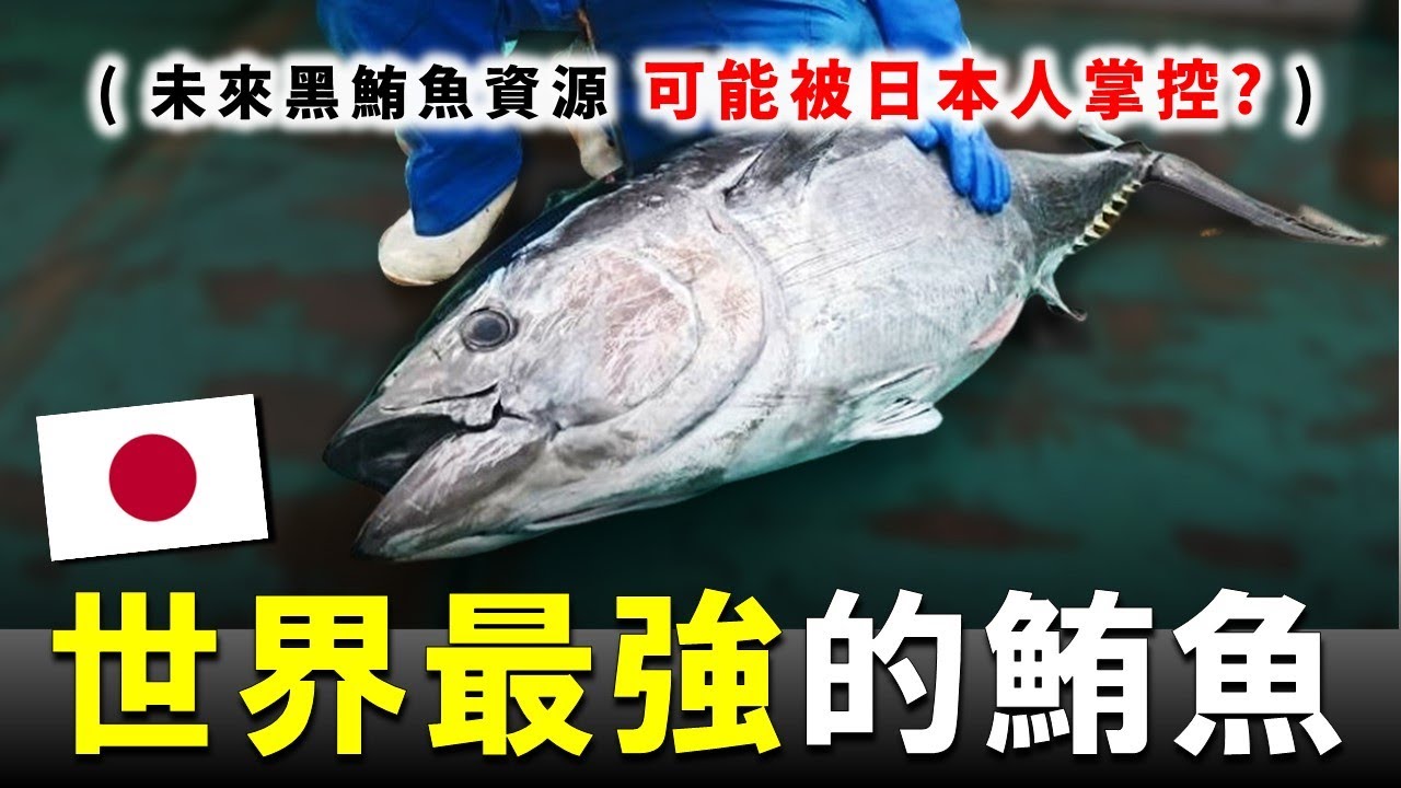 這是日本人統治全世界黑鮪魚的陰謀嗎？ ! 😮 養殖鮪魚的口感，是否能超越野生黑鮪魚 ?
