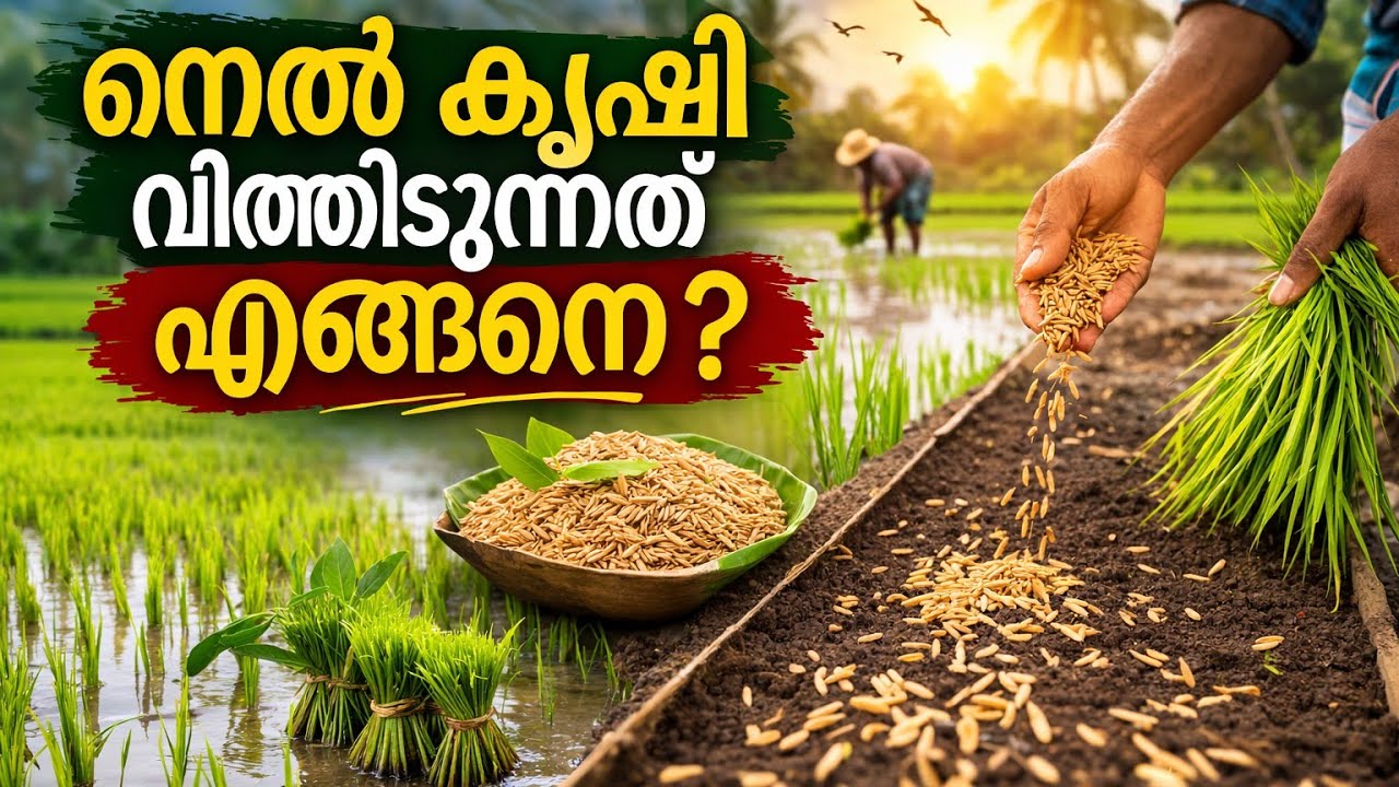 നെൽകൃഷി,കണ്ടത്തിൽ വിത്തിടുന്നതും, വിത്ത് മുളപ്പിക്കുന്നതും കണ്ടാലോ #krishi#paddyfield 