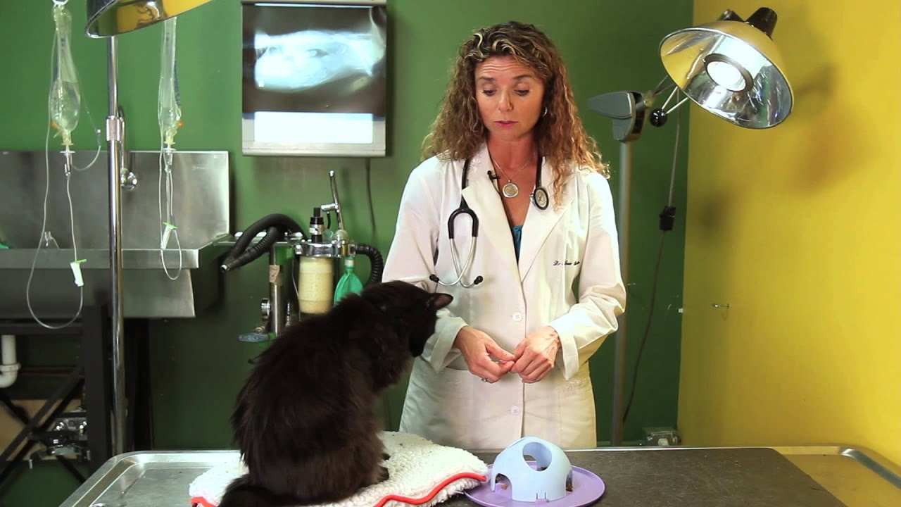 How to Introduce a Post-Op Cat to Other Cats After Surgery : Cat Behavior & Health