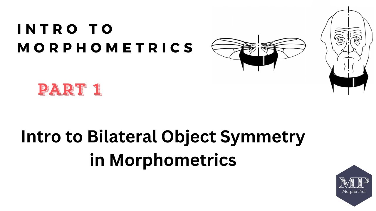 Part 1. Intro to Bilateral Object Symmetry in Morphometrics