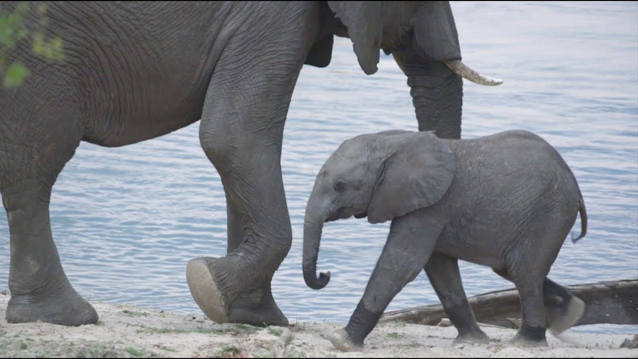 Innovations and Actions: 2018 Global Wildlife Program&rsquo;s 2nd Annual Conference in Zambia