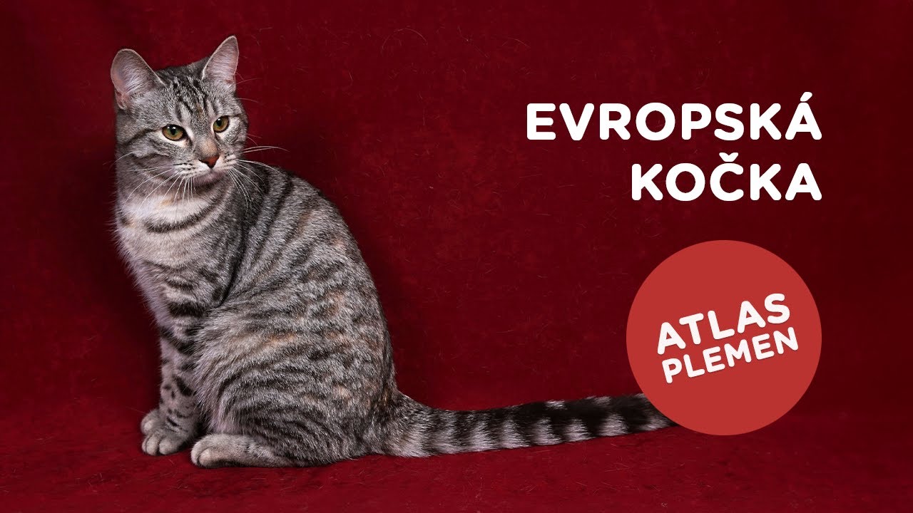 🐱 Evropská kočka - Atlas plemen - Tlapka TV