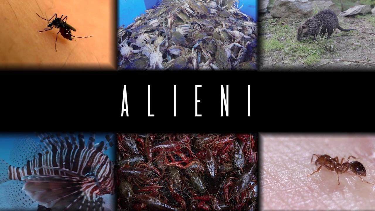 ALIENI. Dal granchio blu alla formica di fuoco: le SPECIE INVASIVE che minacciano l'Italia