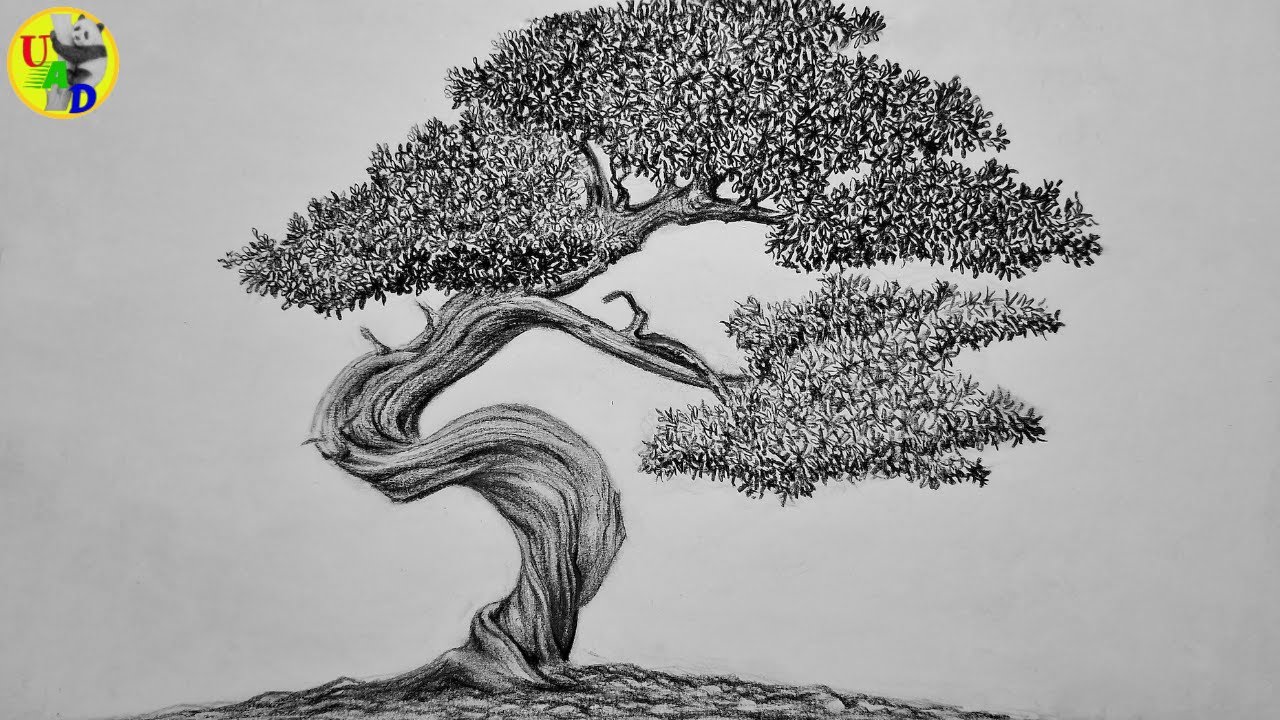 How to Draw and Shade a Bonsai Tree | Pencil Drawing | Time Lapse