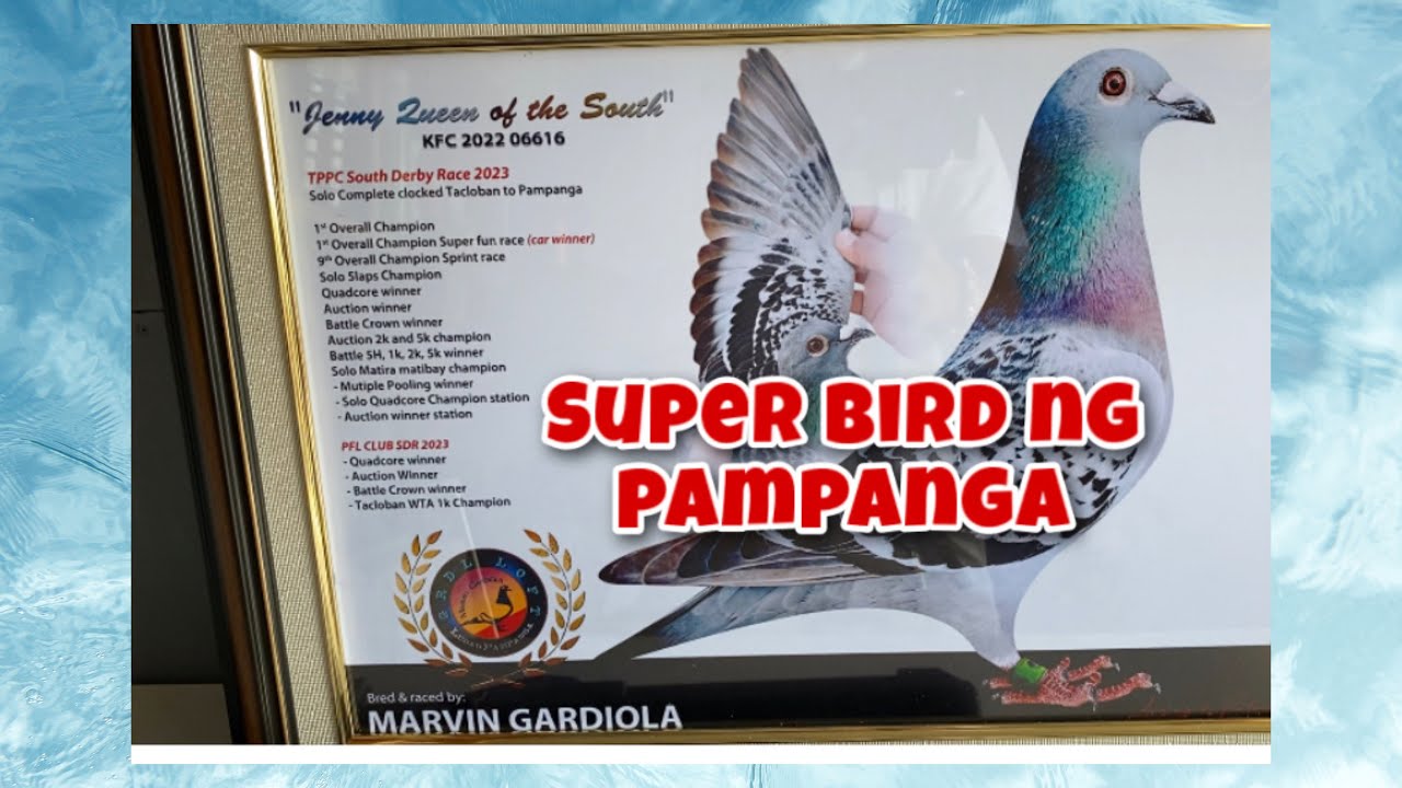 SOUTH SOLO WINNER GRDL LOFT Part 1 |Reggie Cruz Loft & Aviary #reggiecruzloftandaviary #racingpigeon