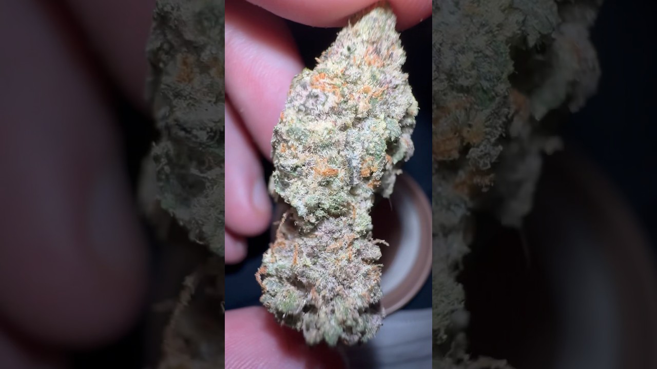 Gassy Taffy ThcA strain review! #thc #thca #smokingsesh #sesh #review