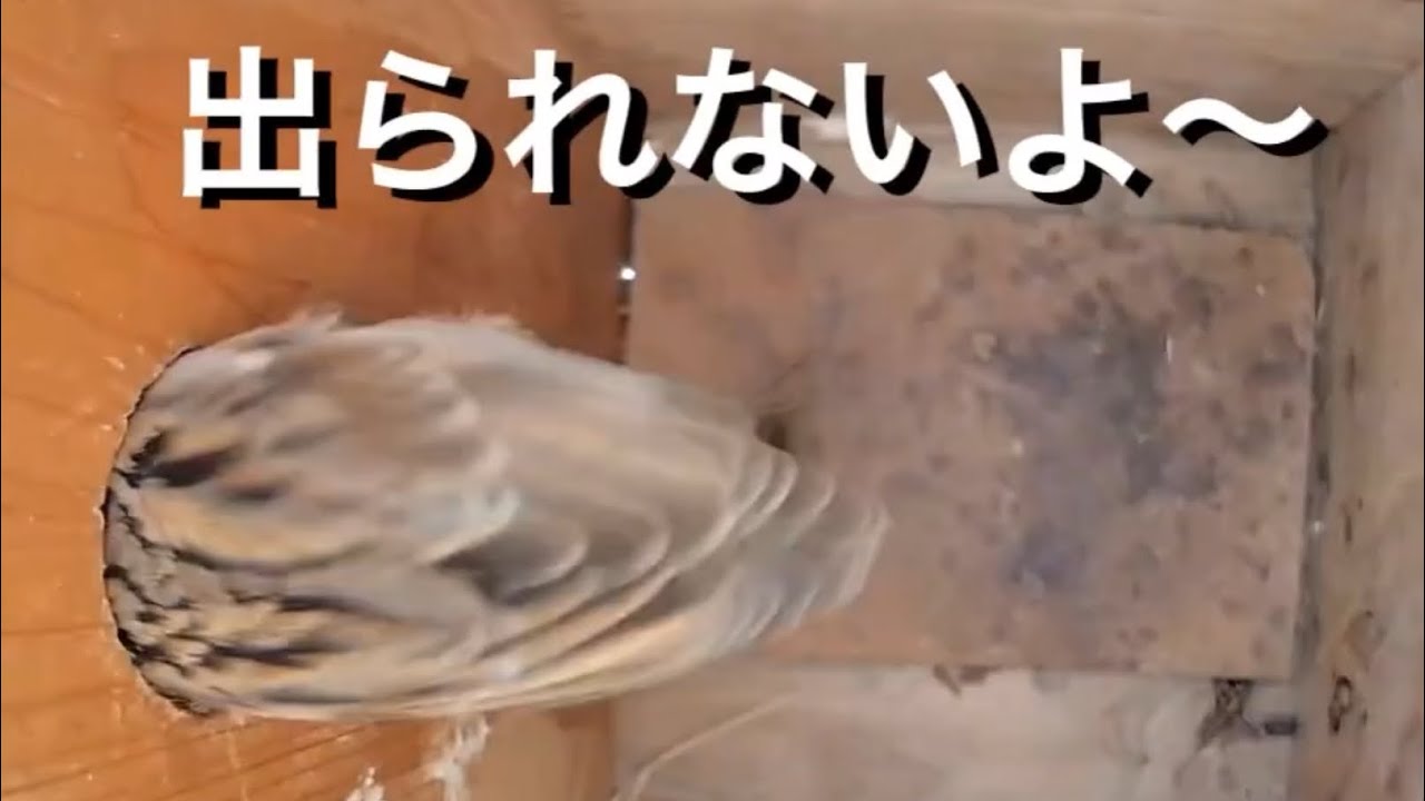 2026年2月12日　スズメの苦難