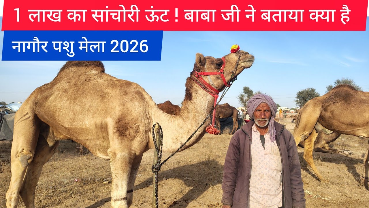 Nagaur Pashu Mela: 1 लाख का सांचोरी ऊंट ! बाबा जी ने बताया क्या है इसमें खास? नागौर पशु मेला 2026 