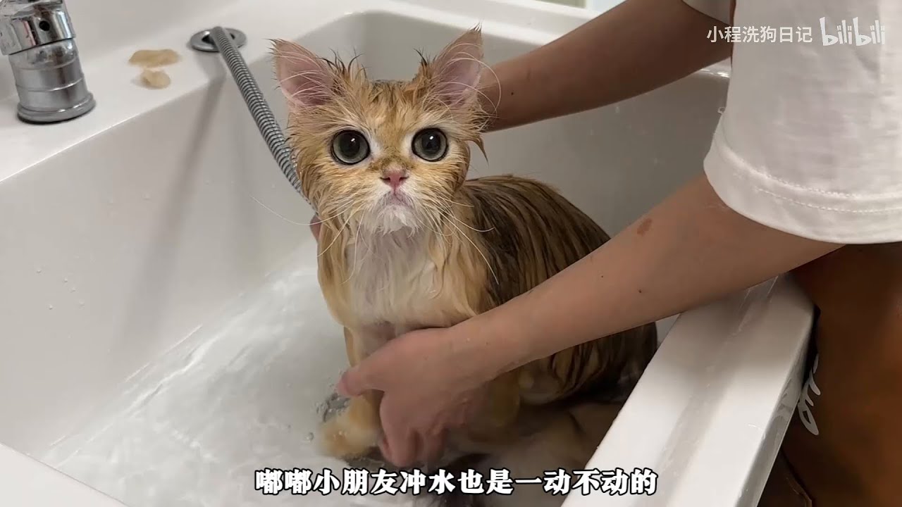 “翻新洗护一位可爱的英国长毛猫 也太乖了吧！”