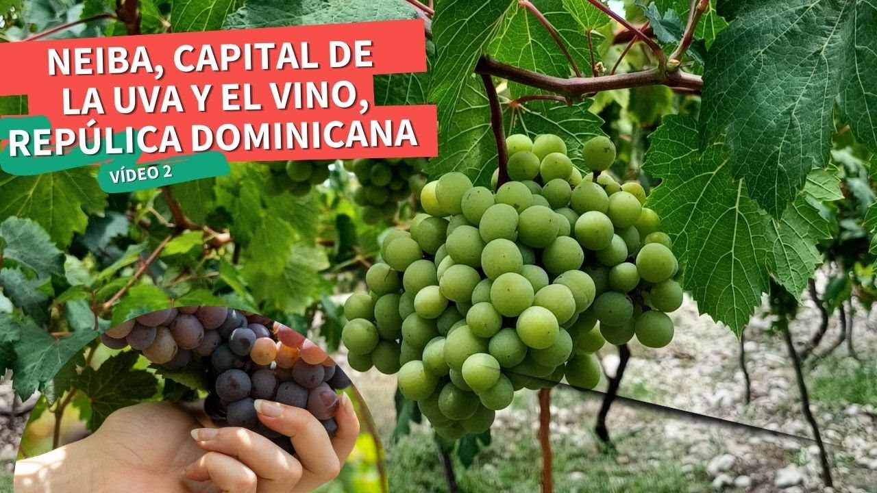 Neiba capital de la uva y el vino, República Dominicana vídeo 2