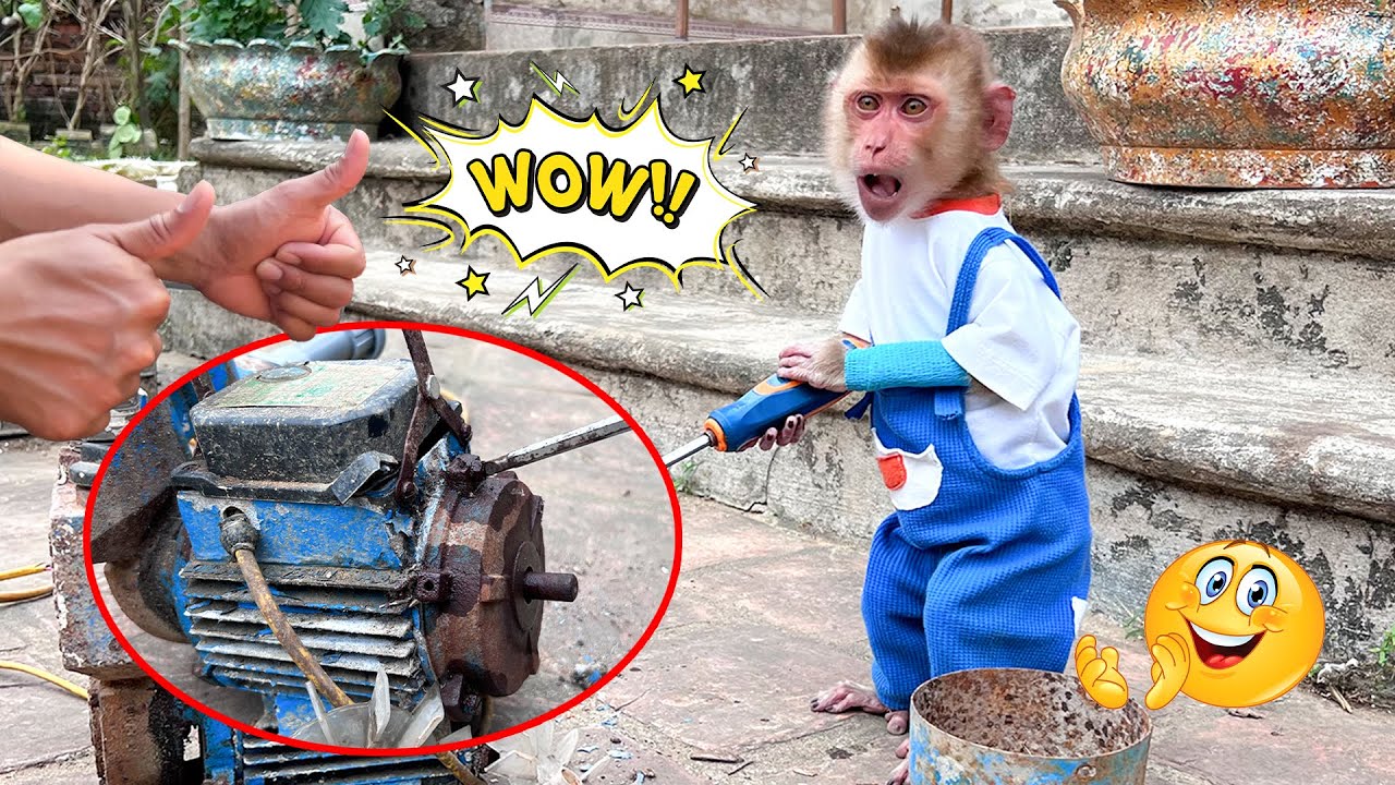 Сможет ли обезьянка Киви спасти положение???