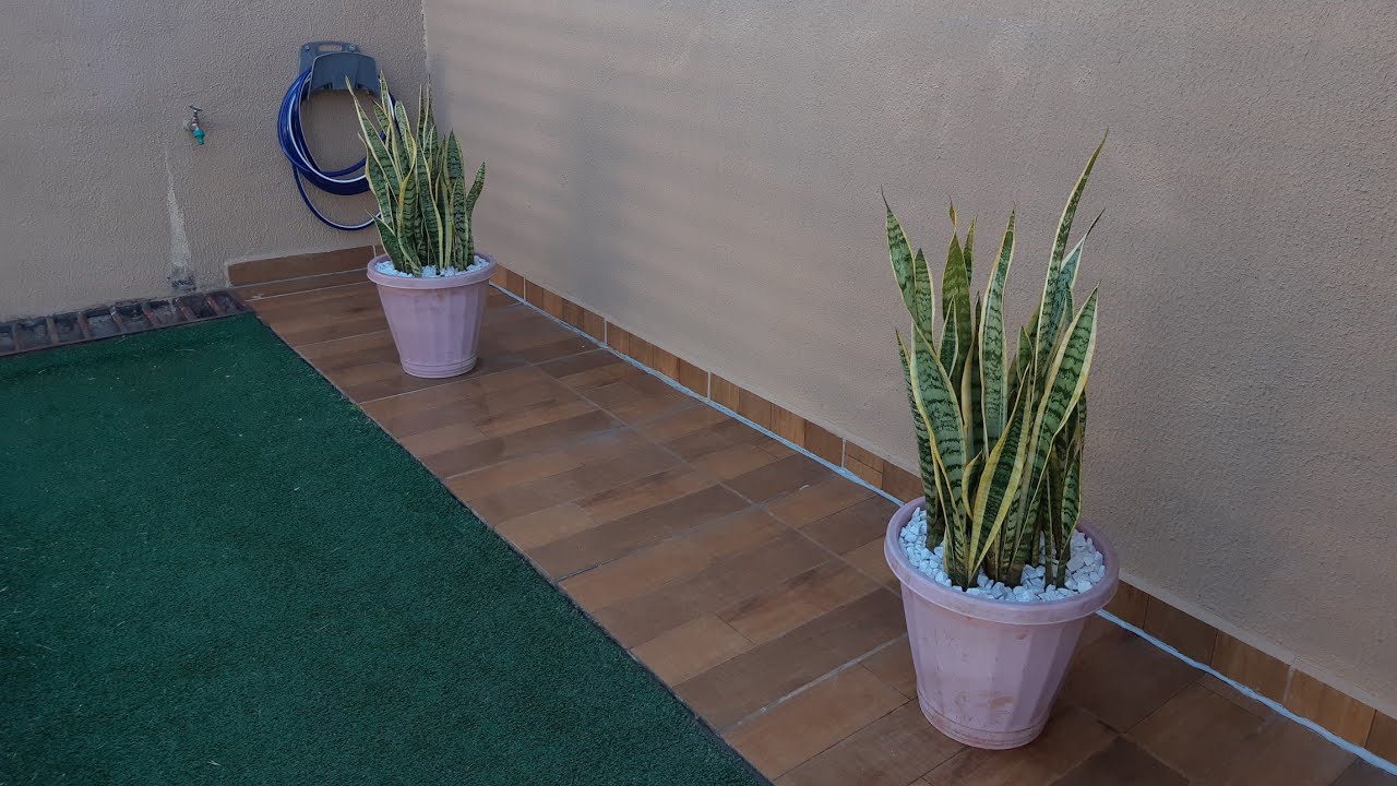 Como plantar espada de santa Barbara, espada de São Jorge, espada prateada em vaso