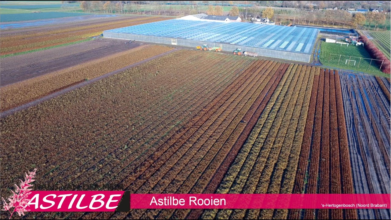 Hans van der Meer Astilbe - Plantenkwekerij Kapteijns bv [HD video]