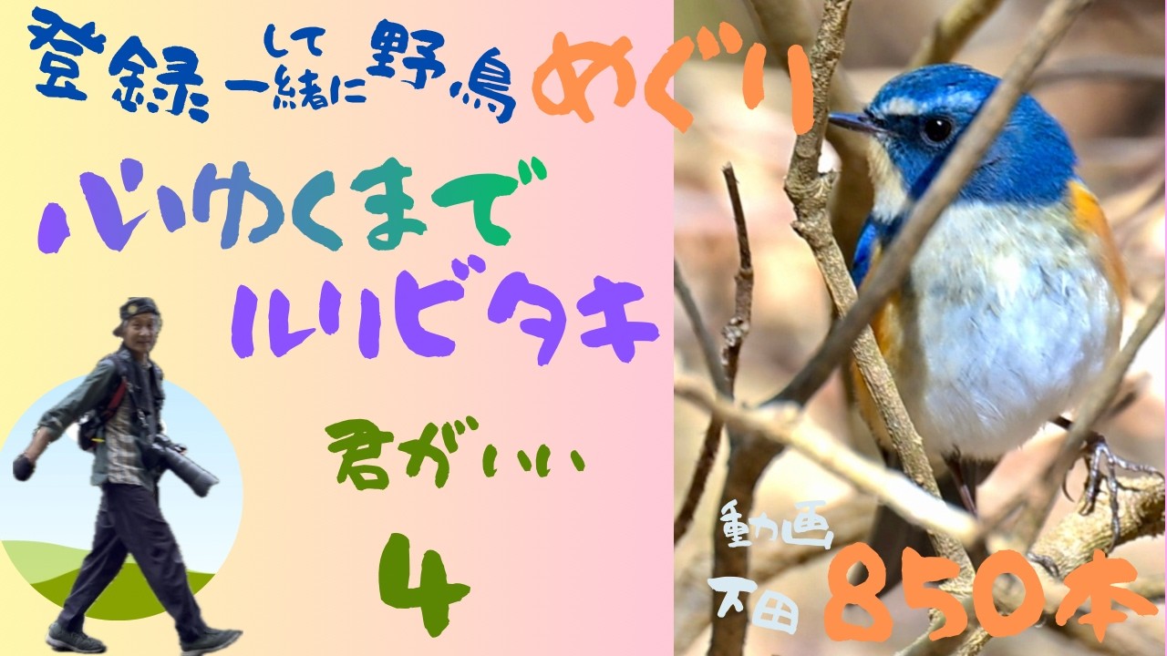 まるっこく　青い君が　いい　(^^♪