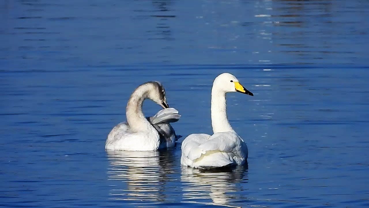 Welney Wetlands Centre: 20th January 2019.