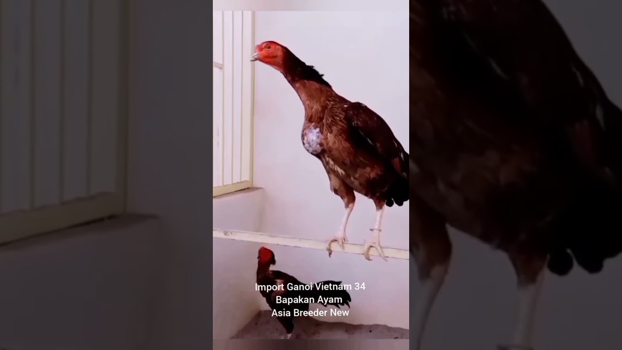 Line breeding fungsi kegunaan dlm ternakan ayam aduan (Petarung)