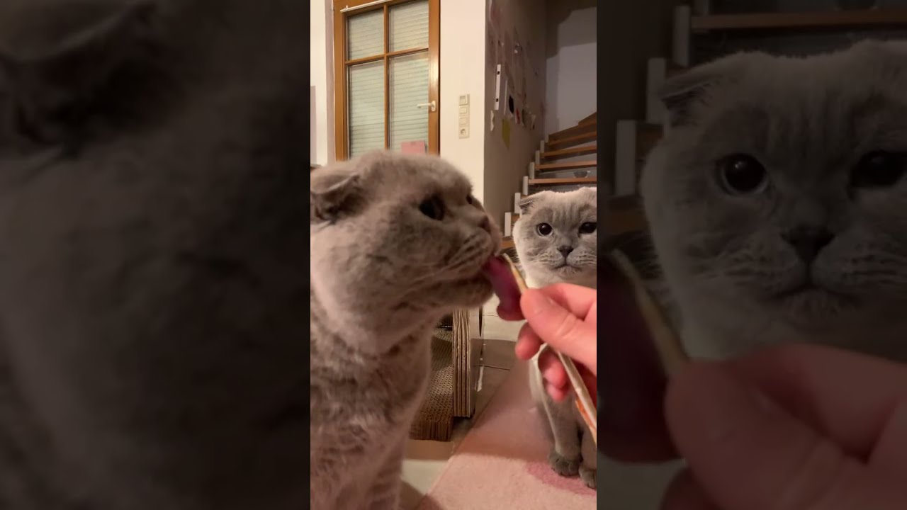Cat Live | 2026. 3. 13 |Evening snack Mukbang #cat #mukbang #고양이 #먹방