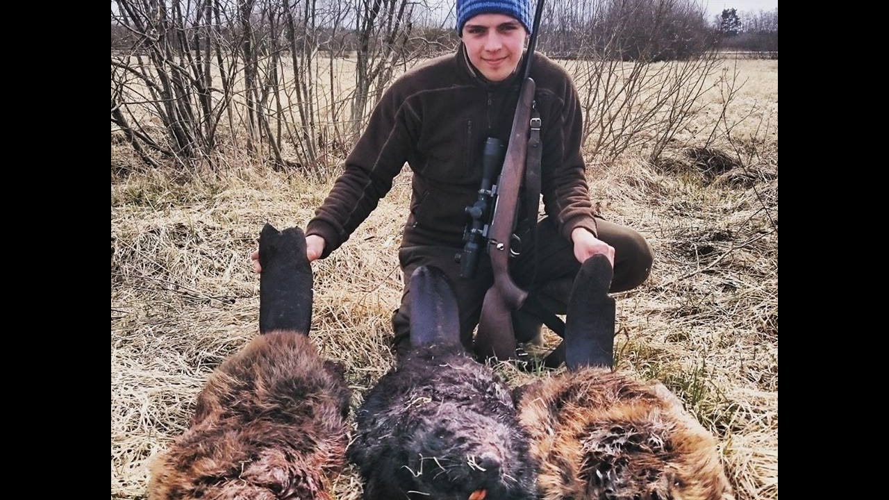 За вечер три бобра все больше 20кг, Three beavers, 3 majava, Bäverjakt