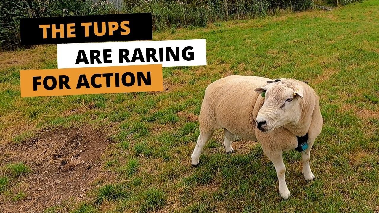THE TUPS ARE RARING FOR ACTION