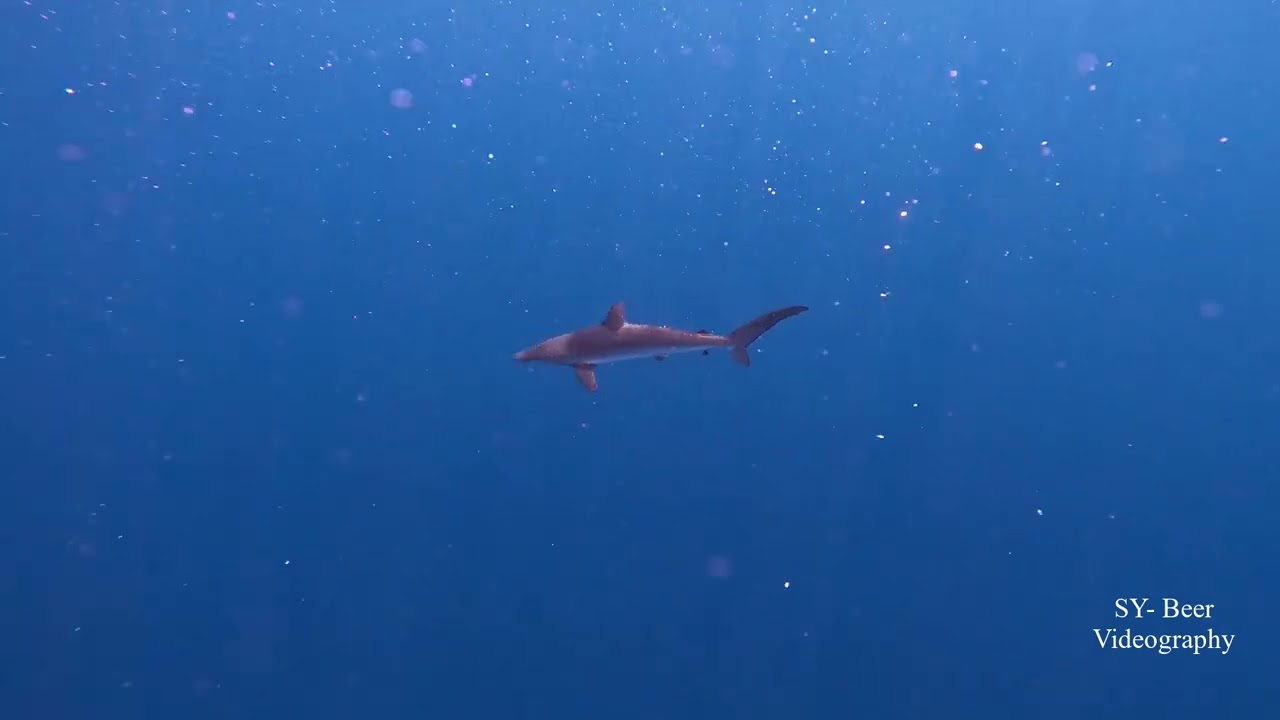 Farasan Banks in Saudi Arabia part 2