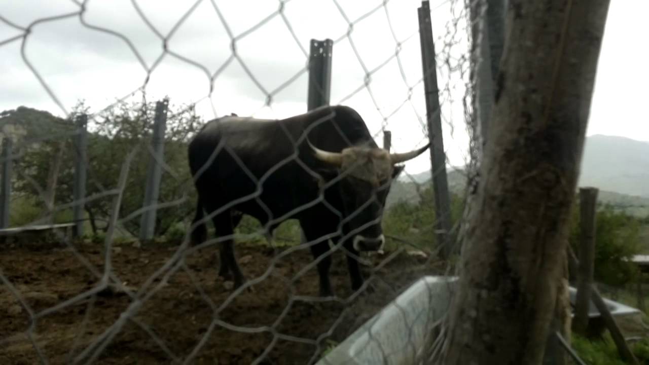 toro podolico