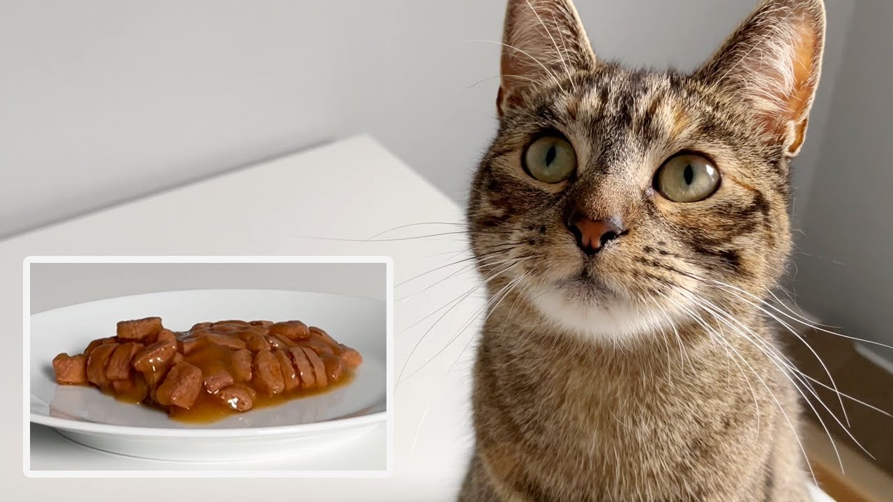 Cat Eating Beef & Turkey | ASMR + Bonus Grooming Session