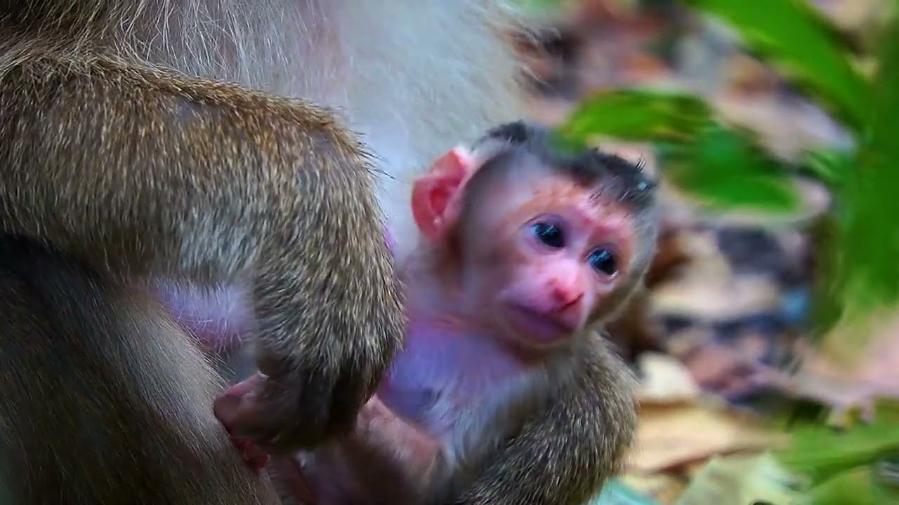 Newborn BABY Monkey RINA With Charming Face