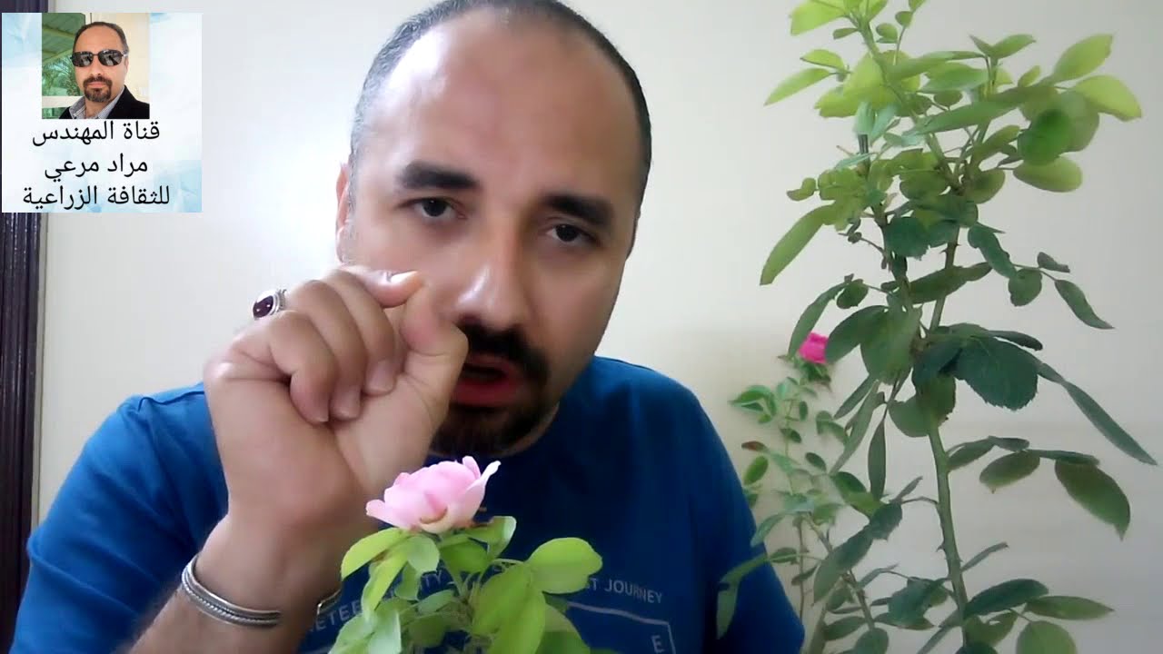 طرق تزهير الورد الجوى ورعاية النبات    حلقة 211