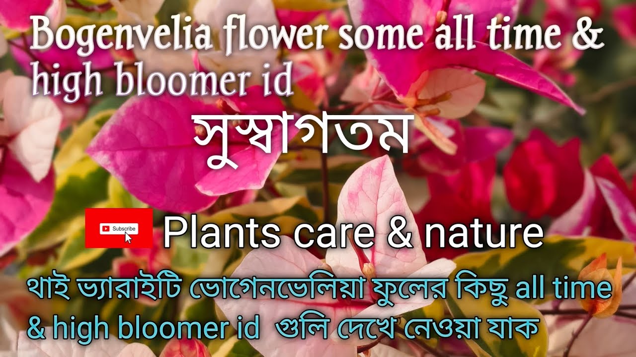 Bogenvelia flower repeated & high bloomer id 