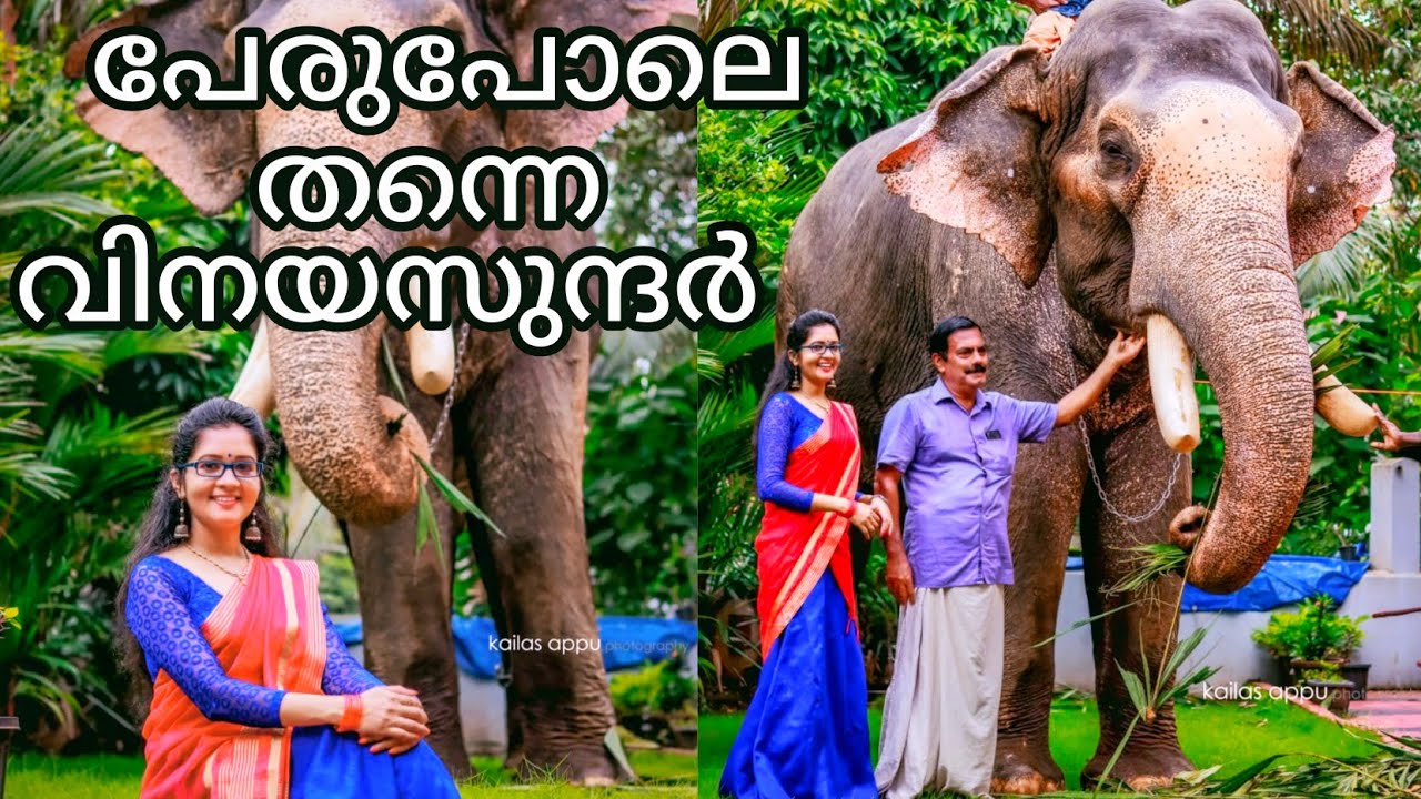 പേരിലും സ്വഭാവത്തിലും വിനയം, ബാസ്റ്റിൻ വിനയ സുന്ദർ|കൊമ്പ് മുറിച്ചുള്ള ആദ്യ വീഡിയോ|sarisway