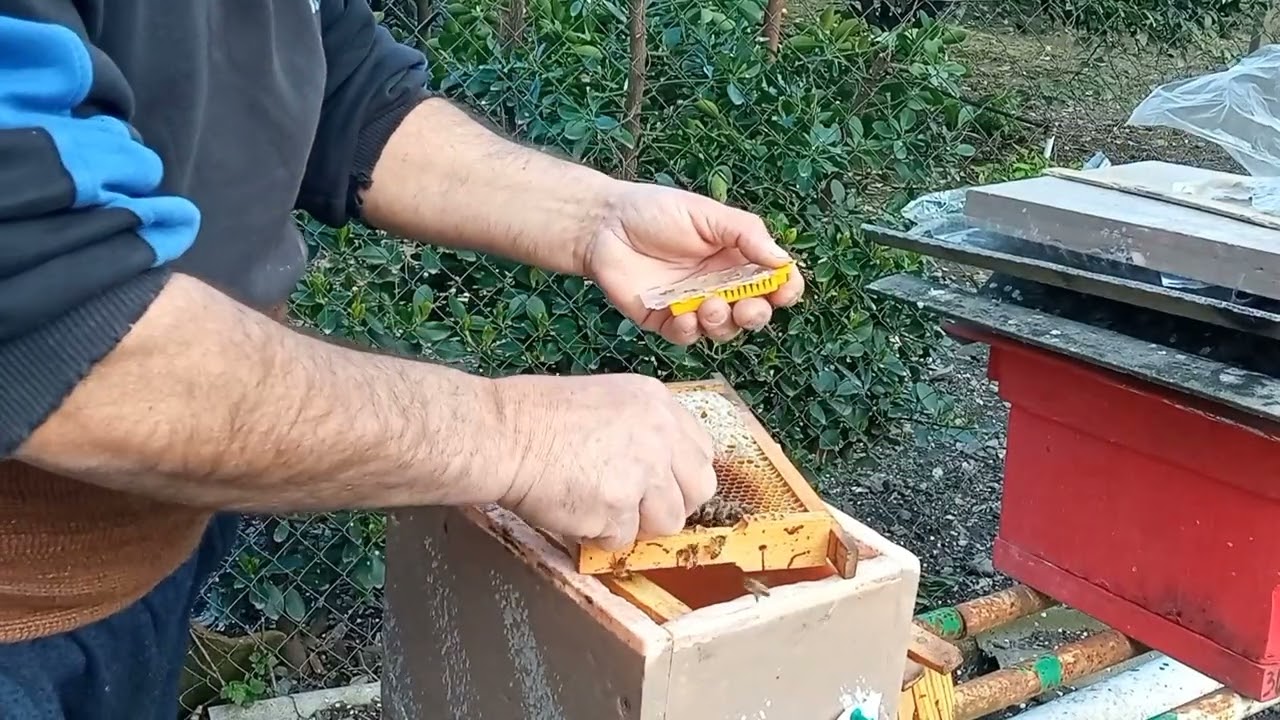 Anasız zəif ailələri nə etmək lazımdır?