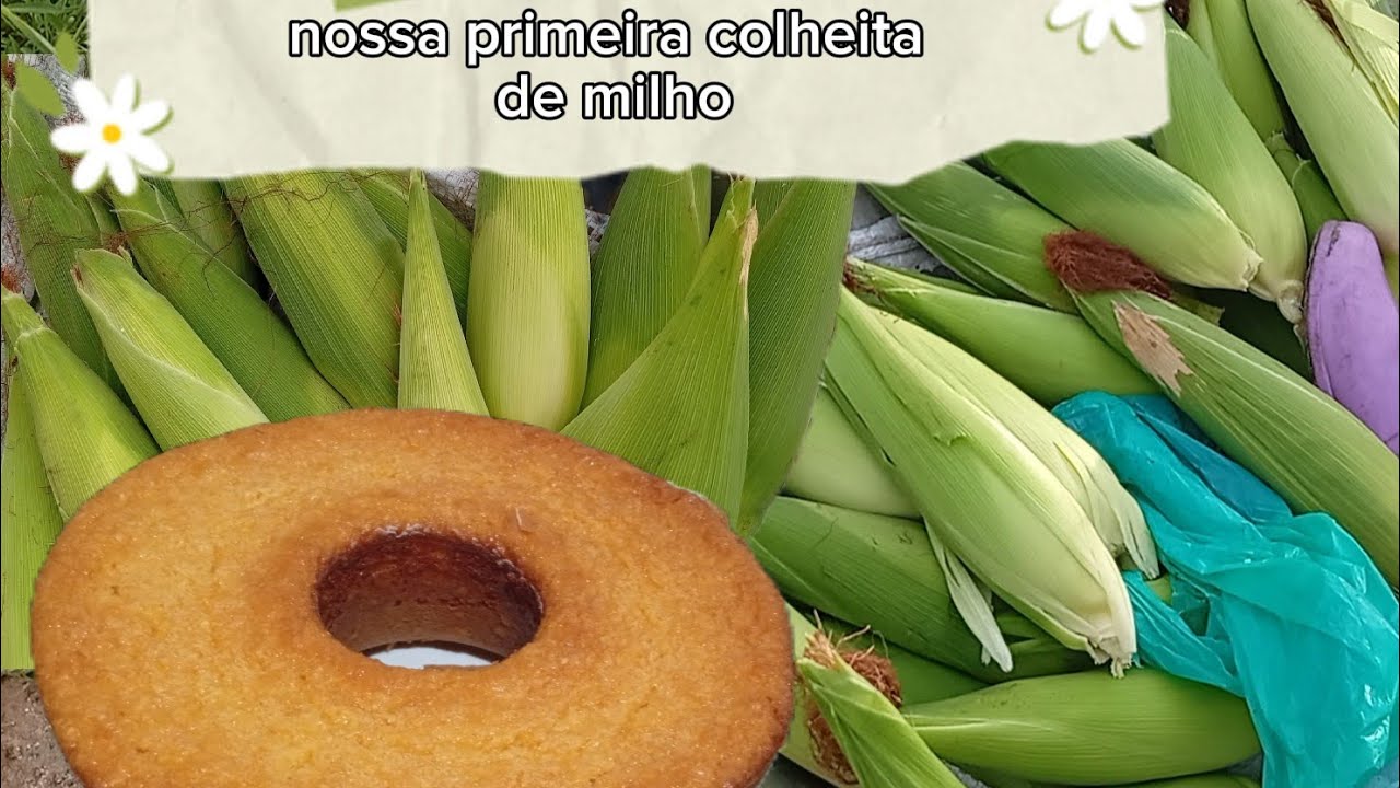 Olha aí NOSSA PRIMEIRA COLHEITA DE MILHO, DEU UM BOLO MUITO GOSTOSO, bolo de milho cremoso 😋