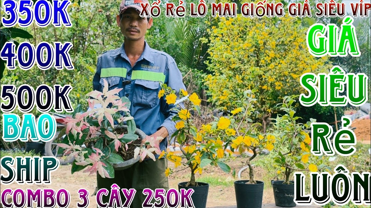 🌈07/3/2026☎️0385308293(Hà My)🔥xổ rẻ dọn vườn 24 mã số hàng bonsai già mùa củ đế víp nhiều giống mới