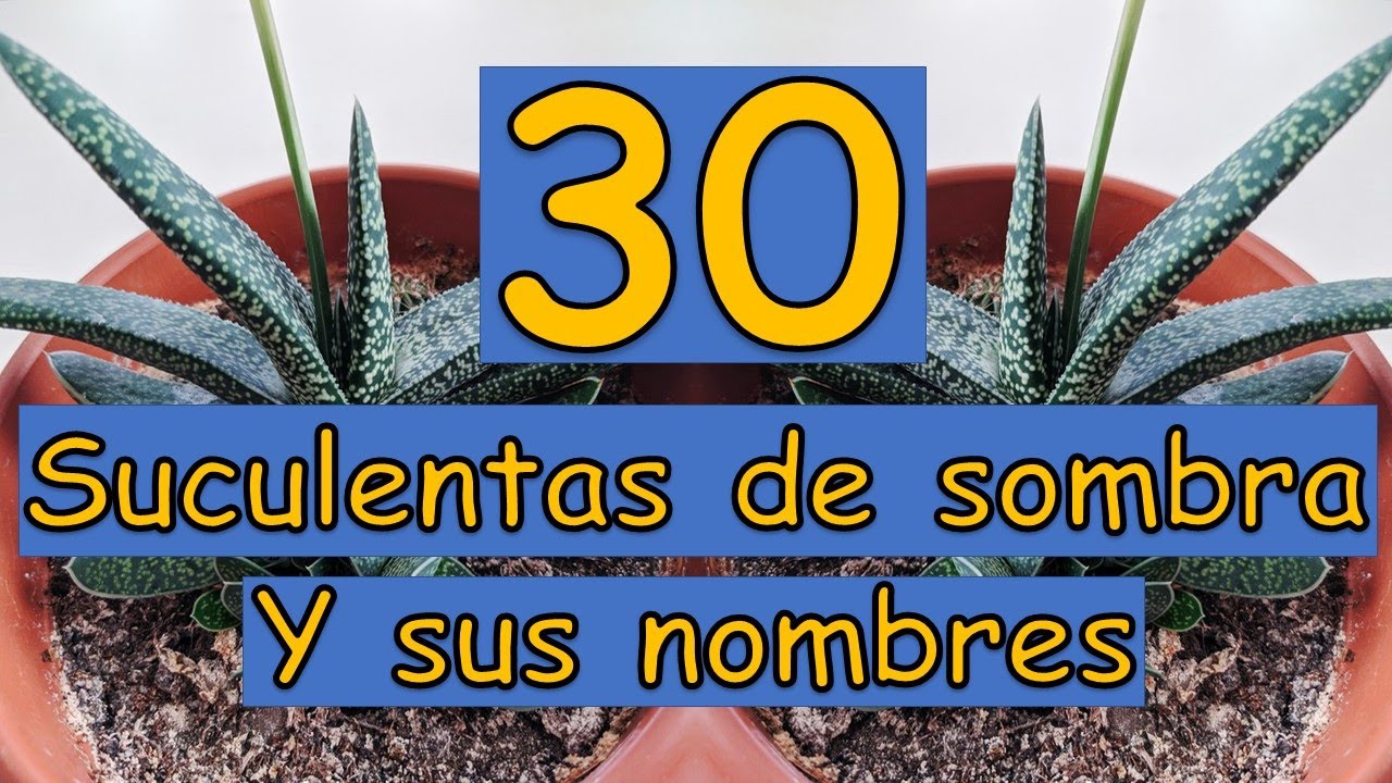 🎍 30 Suculentas de Sombra / Interiores y sus nombres 🎍
