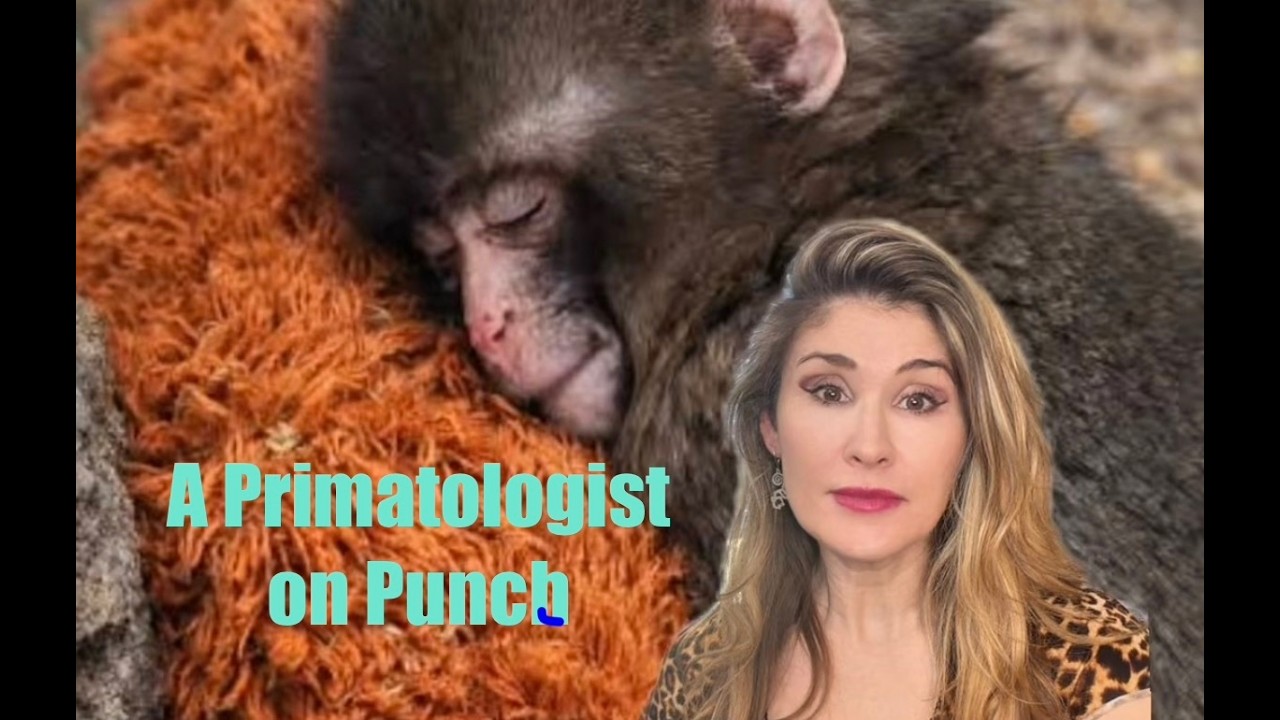 Survival of the Filthiest: Punch the Monkey and More Updates!
