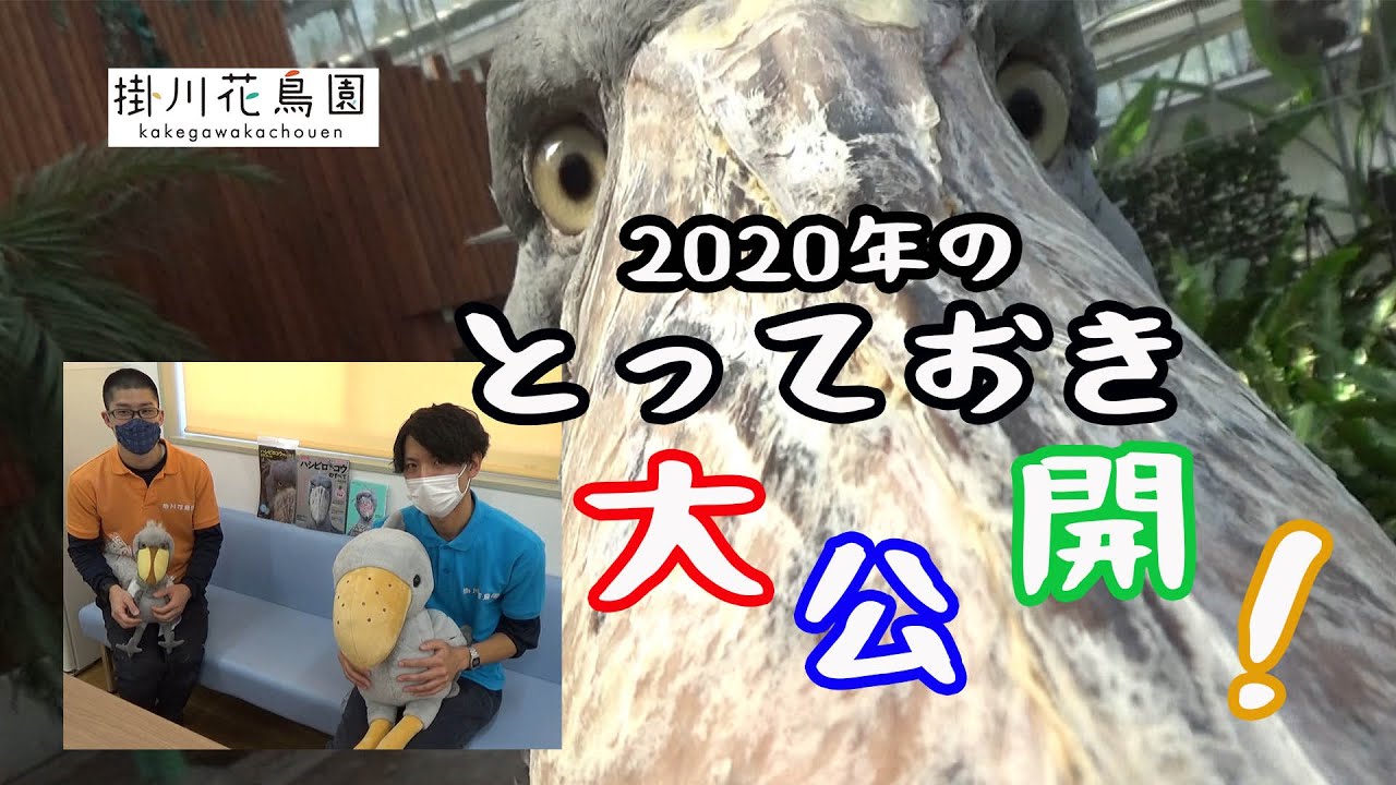 【公式】2020年とっておきふたば映像とバードスタッフによる抽選会の様子【掛川花鳥園】