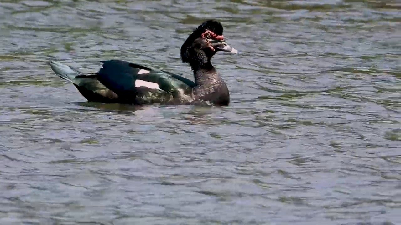 Pato-do-mato: Acelerado! (Cairina moschata),  Muscovy Duck, Pato almiscarado, Pato selvagem